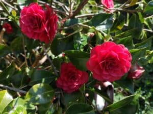 Arbusto de camelia japonica roja rosa japonesa
